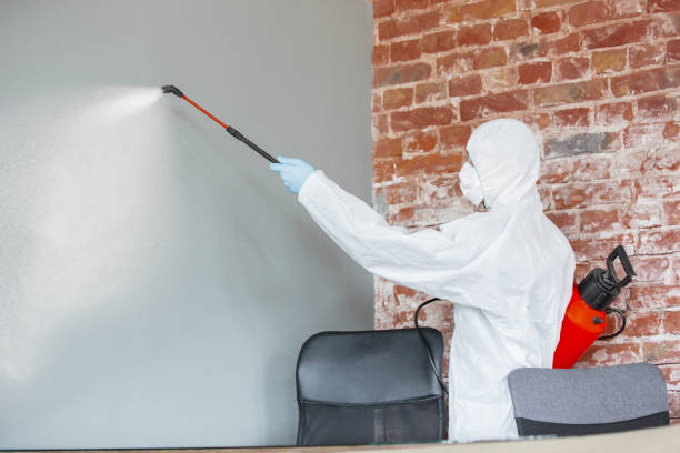 Best Mold Damage Restoration  in Paris, TN