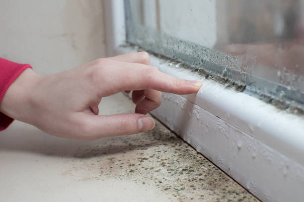 Best HVAC Mold Inspection and Cleaning  in Paris, TN